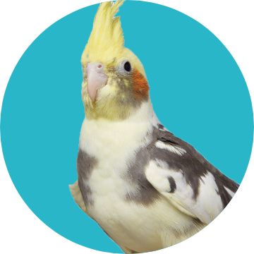 Cockatiel